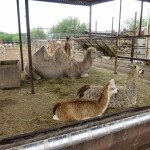 Laisva kuprių ir lamų kaimenė Klaipėdos zoologijos sode
