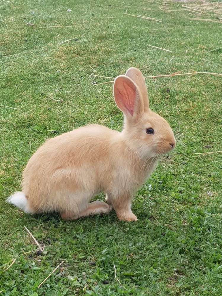 Kaip vilniečių šeima nusprendė kraustytis į kaimą ir įkurti mini zoologijos sodą